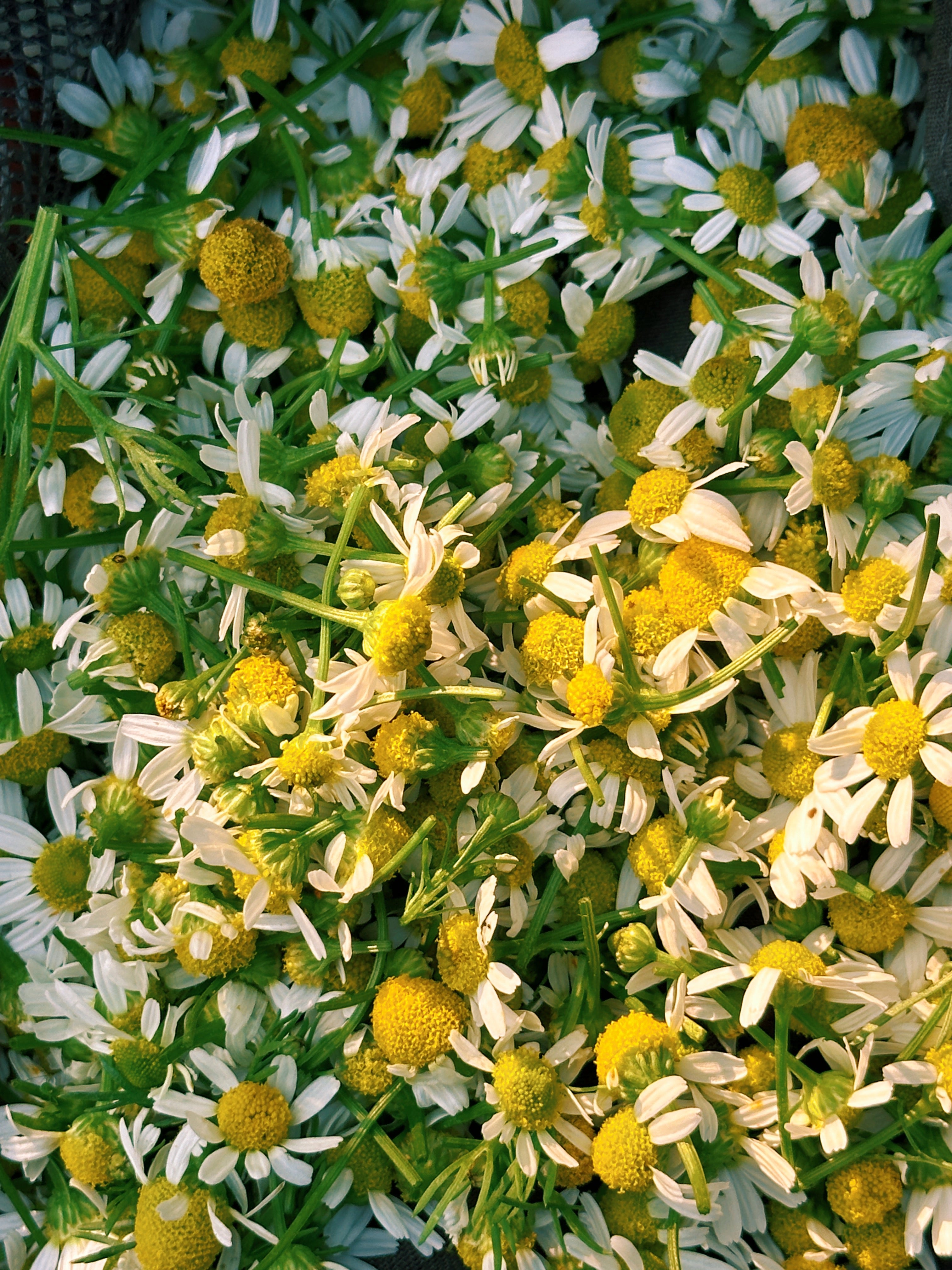 Chamomile Soap Bar